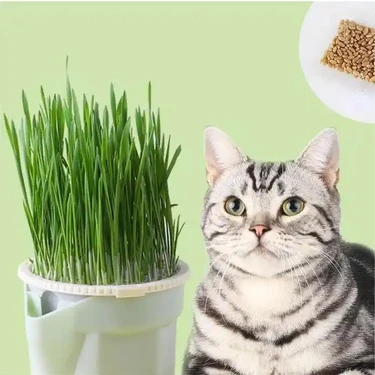 (Maxi Set- 12 Aylık Kullanım) Topraksız Suda Kedi Çimi Yetiştirme Kiti + 12 Aylık