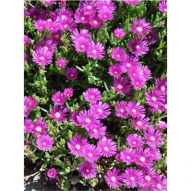 Serada Decor Plant Videolu Acem Halısı Bitkisi 10 Adet Mor Çiçek Açan 10-20 cm Tüplü Çiçekli Bodur