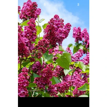 Bitkim Sende Videolu Pembe 1 Adet Leylak Çiçeği Fidanı 80-160 cm Saksılı (Lilac